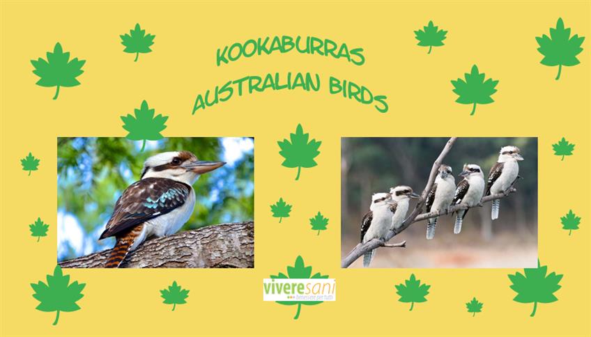 Kookaburras, originari dell'Australia Kookaburras, originari dell'Australia